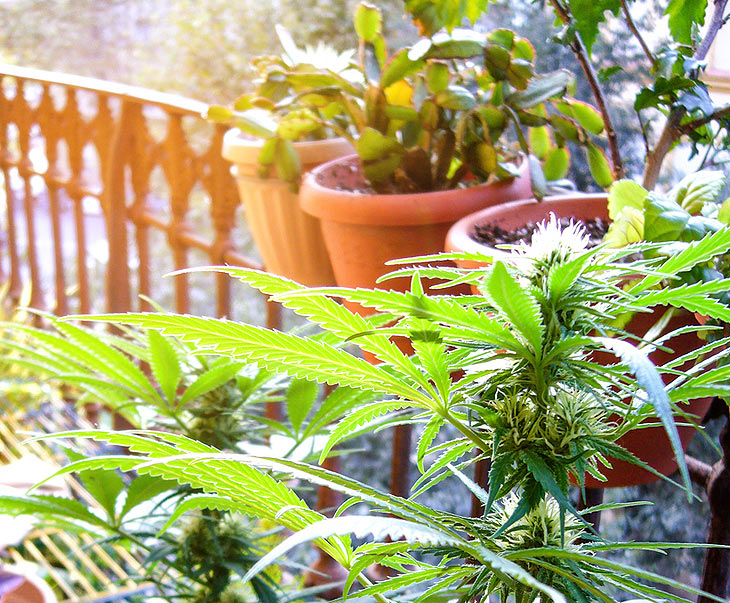 Cannabis darf man nun auch in begrenzter Menge selbst anbauen (©Foto: iStock-Jossfoto)